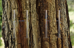 Picture of Angophora intermedia 