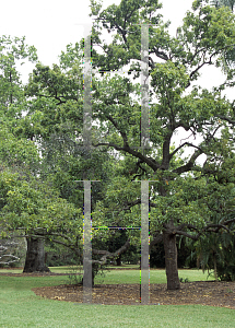 Picture of Quercus acutissima 