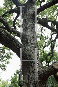 Picture of Quercus acutissima 