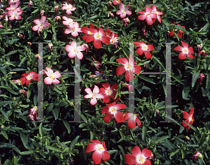 Picture of Abelmoschus moschatus 'Pacific Scarlet Orange'