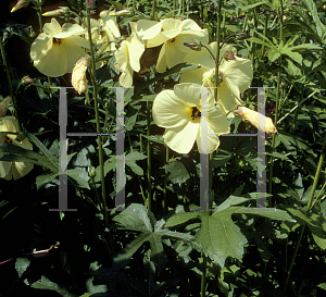 Picture of Abelmoschus esculentus 