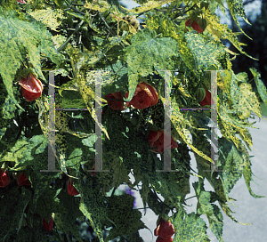 Picture of Abutilon pictum 'Aureo-maculatum'