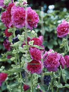 Picture of Alcea rosea 'Chater's Purple'