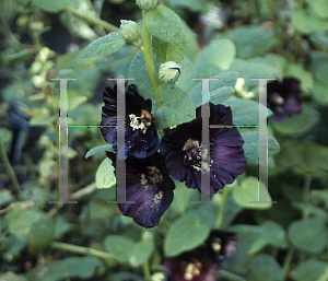 Picture of Alcea rosea 'Nigra'