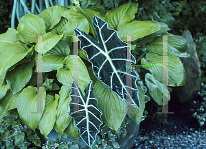 Picture of Alocasia micholitziana 'Maxkowskii'