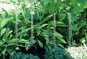 Picture of Alpinia zerumbet 'Variegata'