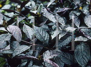 Picture of Alternanthera dentata 'Wave Hill'