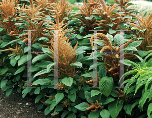 Picture of Amaranthus cruentus 'Hot Bisquits'