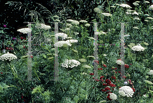 Picture of Ammi visnaga 