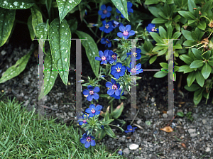 Picture of Anagallis monellii 'Skylover'