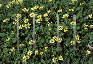 Picture of Arctotheca calendula 