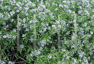 Picture of Asperula orientalis 'Blue Surprise'