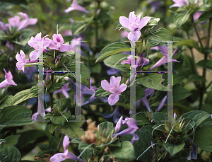 Picture of Barleria cristata 