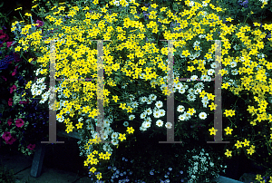 Picture of Bidens aurea 