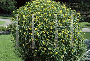 Picture of Bidens cernua 