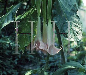 Picture of Brugmansia x candida 'Ecuador'