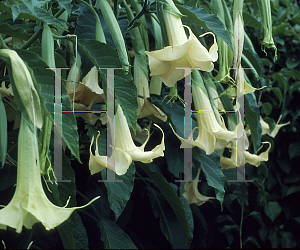 Picture of Brugmansia  'Charles Grimaldi'