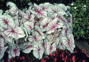 Picture of Caladium bicolor 'White Queen'