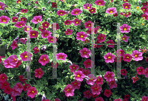 Picture of Calibrachoa  'Million BellsCherry Pink'