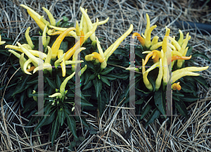 Picture of Capsicum annuum var. annuum 'Medusa'