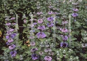 Picture of Caryopteris incana 