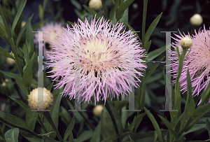 Picture of Centaurea americana 'Jolly Joker'