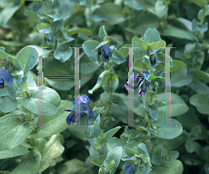 Picture of Cerinthe major 'Purpurascens'