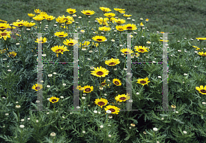 Picture of Chrysanthemum segetum 'Prado'