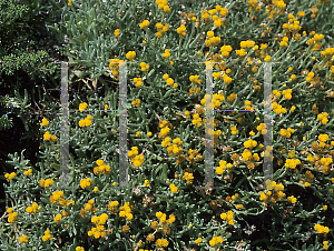 Picture of Chrysocephalum apiculatum 