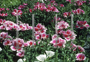 Picture of Clarkia amoena 'Satin Red'