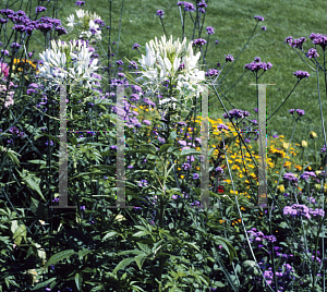 Picture of Cleome hassleriana 'White Queen'