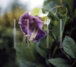 Picture of Cobaea scandens 