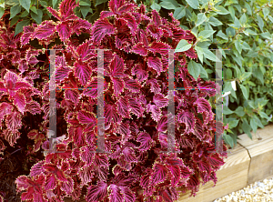 Picture of Solenostemon scutellarioides 'Red Ruffles'