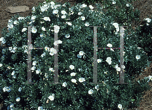 Picture of Convolvulus cneorum 