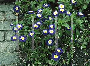 Picture of Convolvulus tricolor 'Blue Ensign'