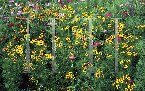 Picture of Coreopsis tinctoria 