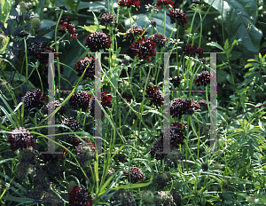 Picture of Scabiosa atropurpurea 'Ace of Spades'