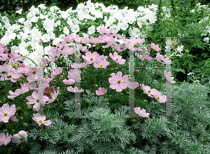 Picture of Cosmos bipinnatus 'Versailles Pink'