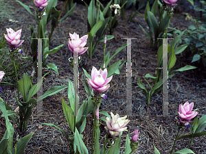 Picture of Curcuma alismatifolia 