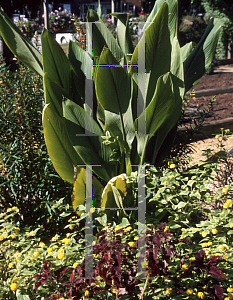 Picture of Curcuma zedoaria 