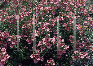 Picture of Diascia x 'Coral Belle'