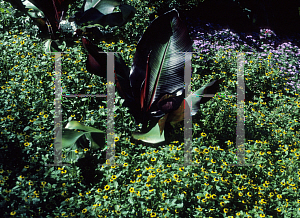 Picture of Ensete ventricosum 'Maurelii'