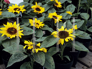 Picture of Helianthus annuus 'Big Smile'