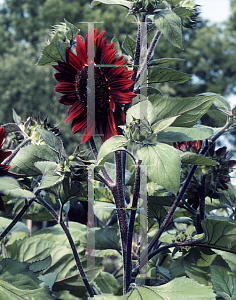 Picture of Helianthus annuus 'Chianti'