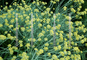 Picture of Helichrysum italicum 