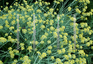 Picture of Helichrysum italicum 