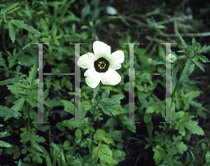 Picture of Hibiscus trionum 