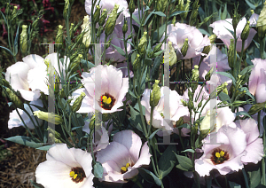 Picture of Eustoma grandiflorum 'Yodel Lilac'