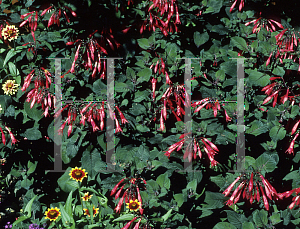 Picture of Fuchsia x 'Kornelle'