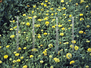 Picture of Gaillardia pulchella 'Yellow Plume'
